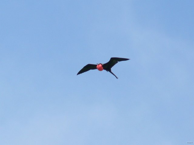 114- Fregate a jabot rouge 
